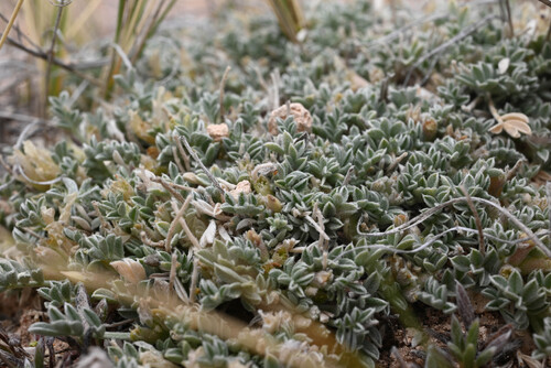Flint Mountain Milkvetch (Astragalus siliceus)