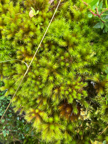 Dendroligotrichum dendroides observed 2026-03-10