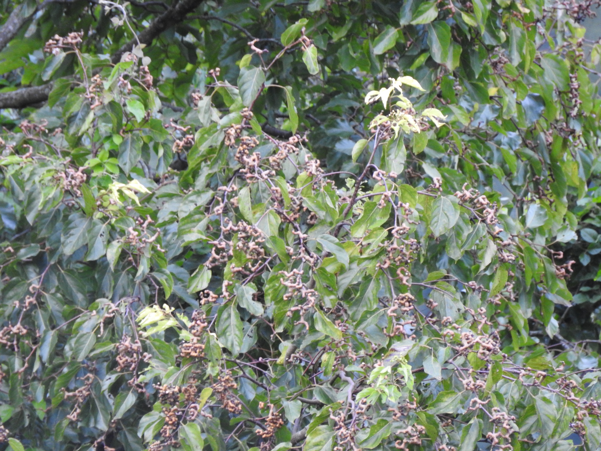 Hovenia dulcis