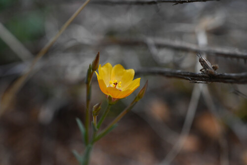 Plains flax (Linum puberulum)