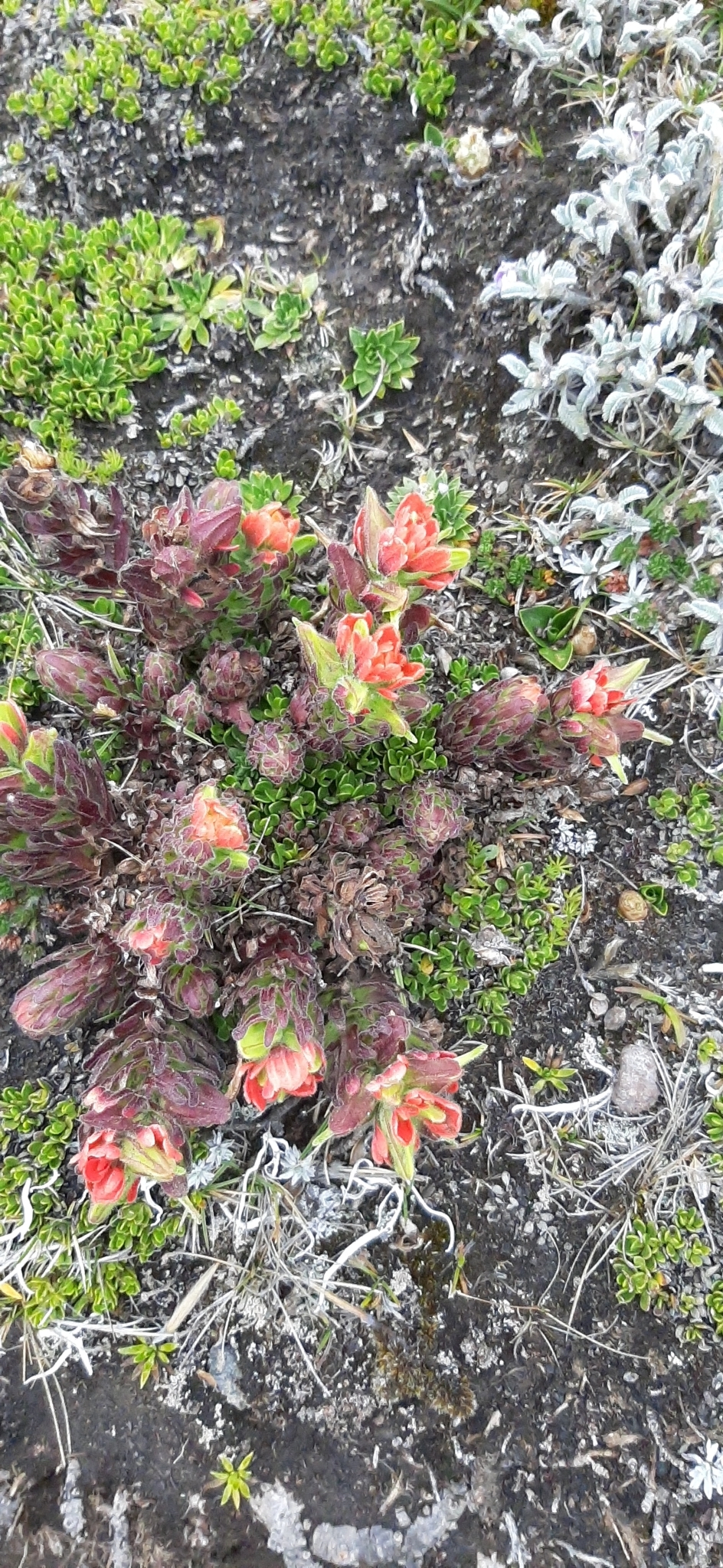 Castilleja nubigena image