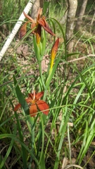 Iris fulva