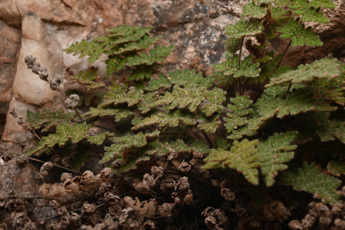 Fee's lip fern (Myriopteris gracilis)