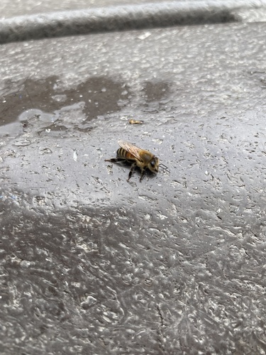 Bee