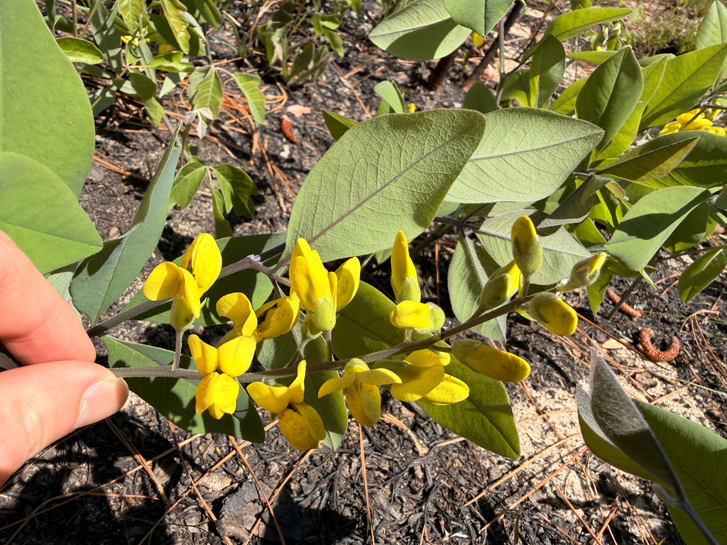 Baptisia cinerea; photograph (c) Ryan Goodman, some rights reserved (CC BY)