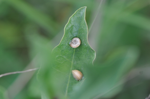 Theba pisana pisana