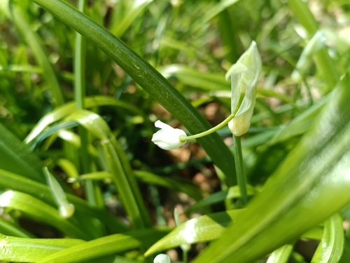 Few-flowered Leek (Allium paradoxum)