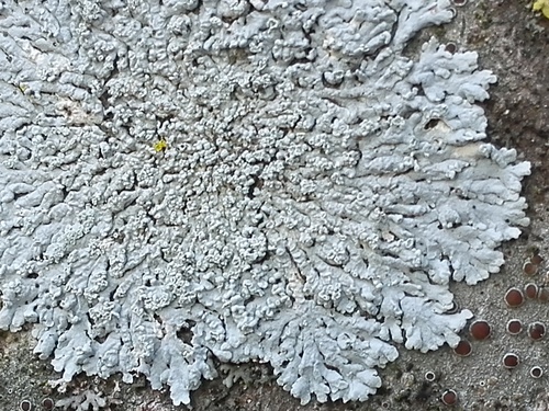 Physcia clementei