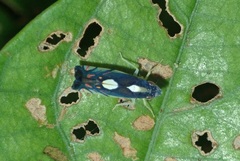Diedrocephala variegata