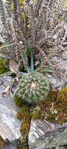 Hedgehog Cactus (Parodia erinaceus)