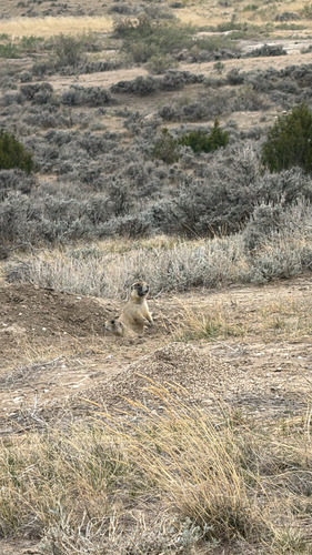 White-tailed Prairie Dog observed by kcollins08