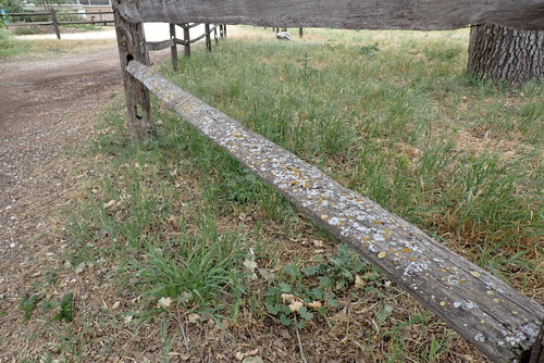 iNaturalist observation photo of Common Lichens