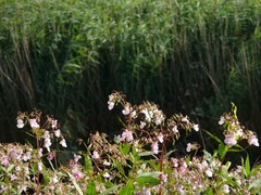 Impatiens glandulifera