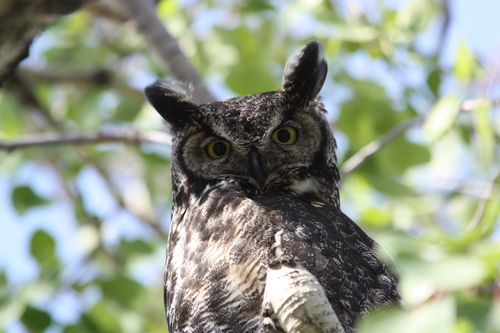 Great Horned Owl photographed in Alaska