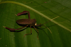 Acanthocephala latipes