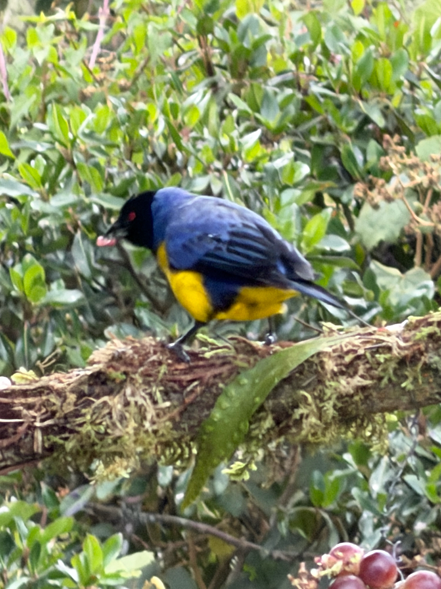 Hooded Mountain Tanager (Buthraupis montana), photo 2
