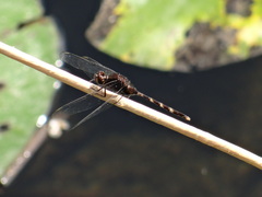 Erythemis