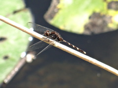 Erythemis