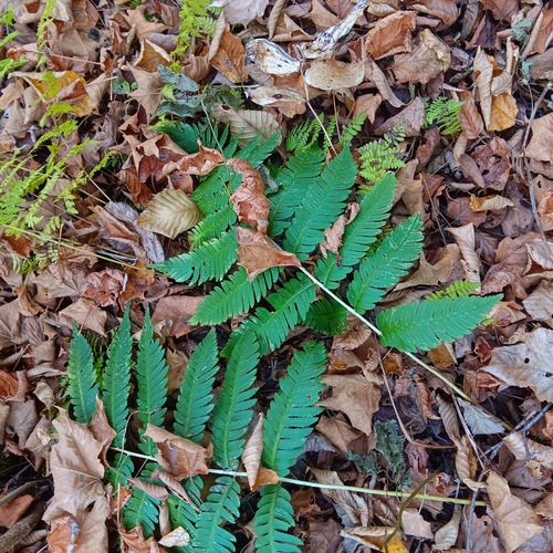Goldie's wood fern (Dryopteris goldieana)