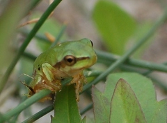 Hyla molleri