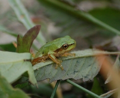 Hyla molleri
