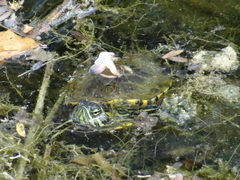 Trachemys venusta iversoni