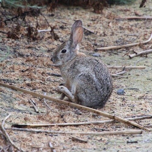 iNaturalist observation photo of Desert Cottontail