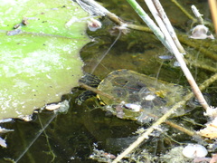 Trachemys venusta iversoni