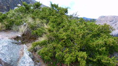 Juniperus monticola