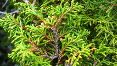 Juniperus monticola