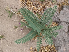Astragalus mollissimus