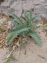 Astragalus mollissimus