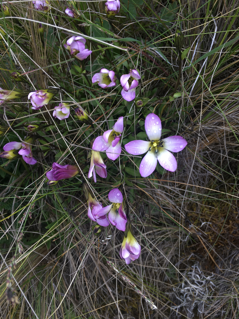 Gentianella ernestii