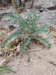 Astragalus mollissimus