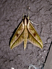 Xylophanes cyrene