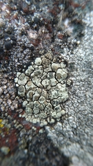 Lecanora intricata