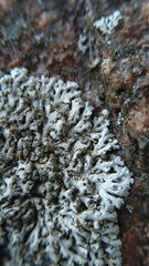 Physcia subalbinea