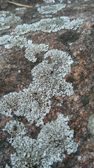 Physcia subalbinea