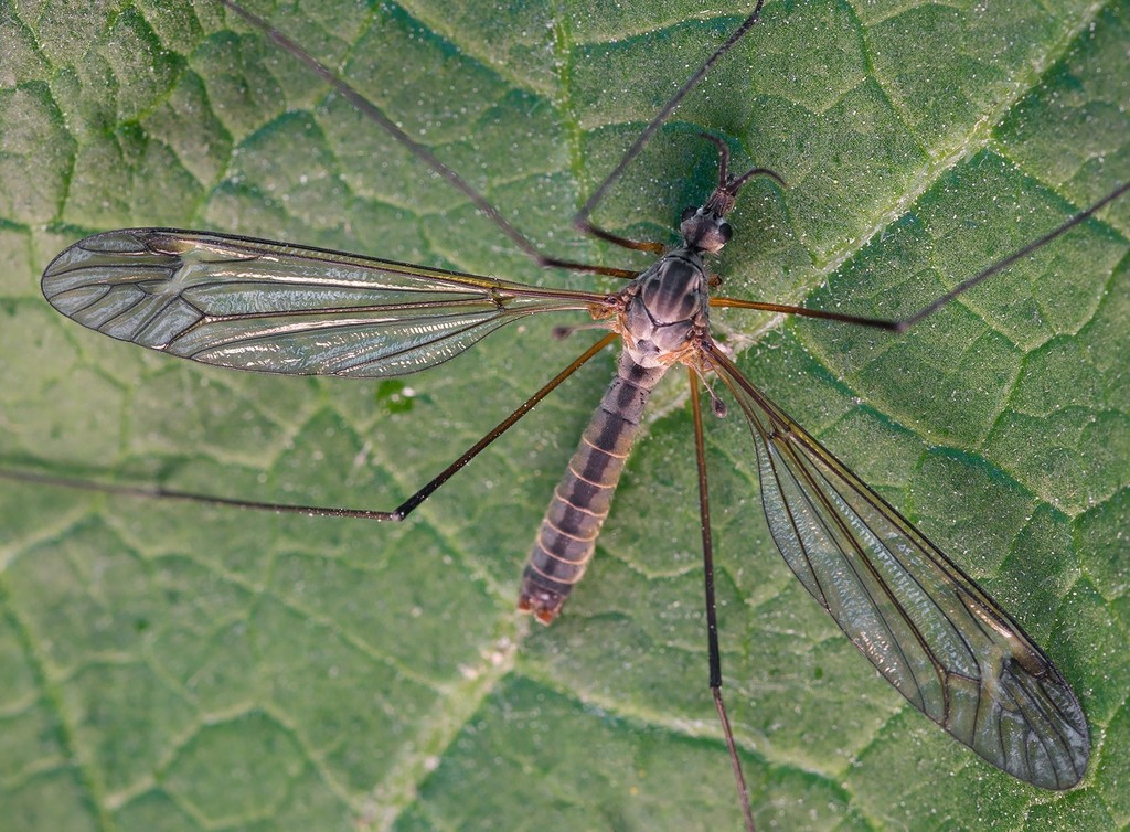 Prionocera subserricornis