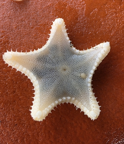 Cookie-cutter Sea Star photographed in Alaska