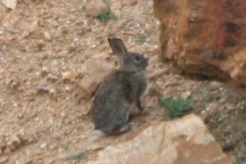 Iberian Rabbit