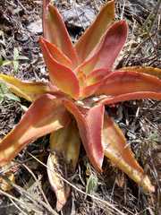 Echeveria dactylifera