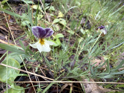 hall's violet (Viola hallii)