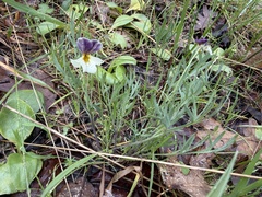 Viola hallii, photograph (c) Dee Shea Himes, some rights reserved (CC BY)