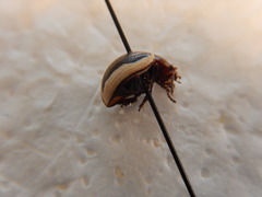 Zygogramma suturalis