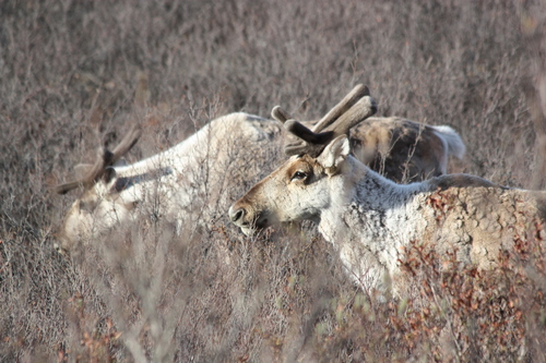 Rangifer tarandus