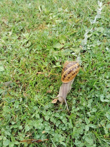 Cornu aspersum