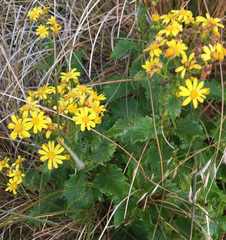 Senecio rufiglandulosus