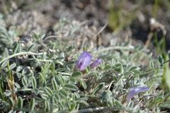 Astragalus testiculatus