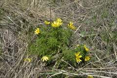Adonis volgensis